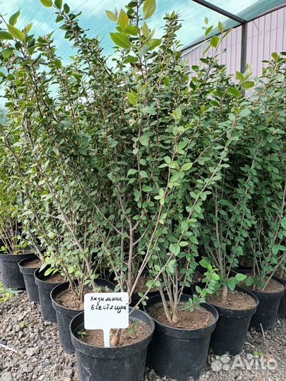 Кизильник блестящий