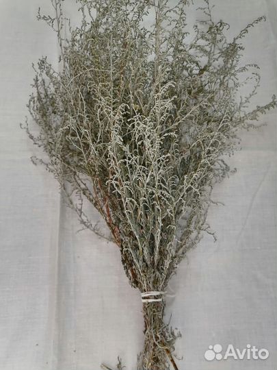 Царица полынь