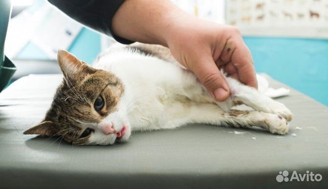 Ветеринарный врач на дом. Ветеринар