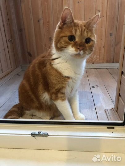 В добрые руки