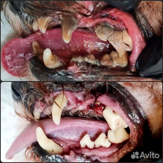 Ультразвуковая чистка зубов животным