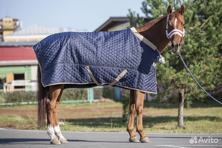 Попона денниковая