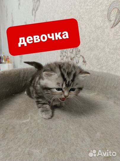 Шотландские котята