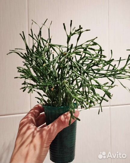 Декабрист цвет фуксия, Хатиора