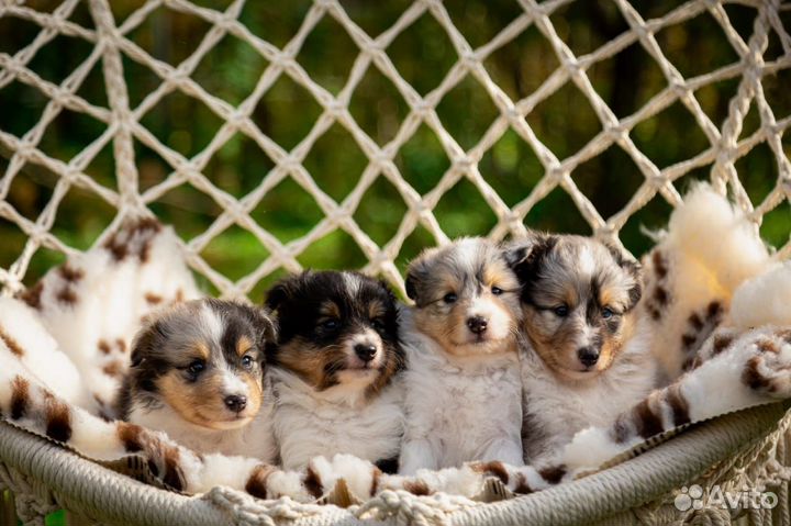 Щенки шелти
