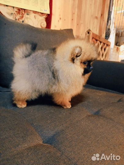 Супер мишки