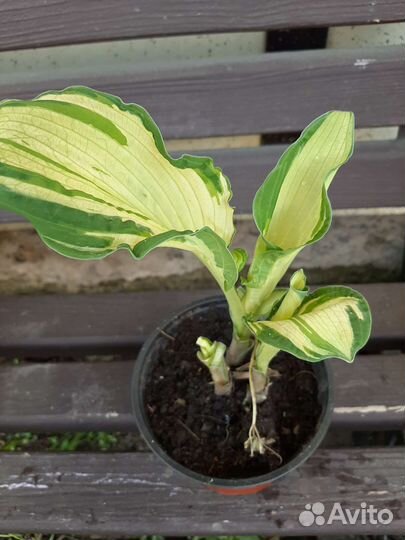 Хоста в ассортименте