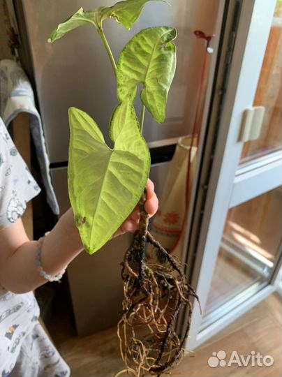 Традесканции, герань, сингониум