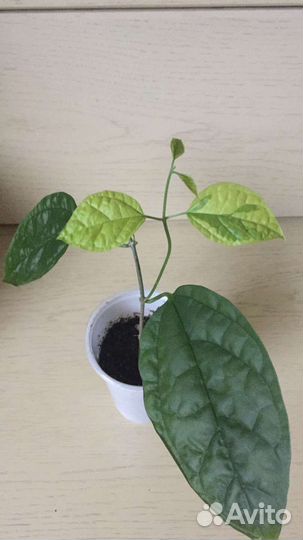 Клеродендрум вариегатный/Хлорофитум бонни/аихризон