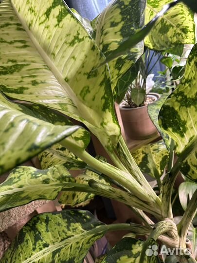 Диффенбахия банана