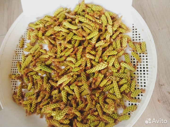 Пыльца сосны с мёдом