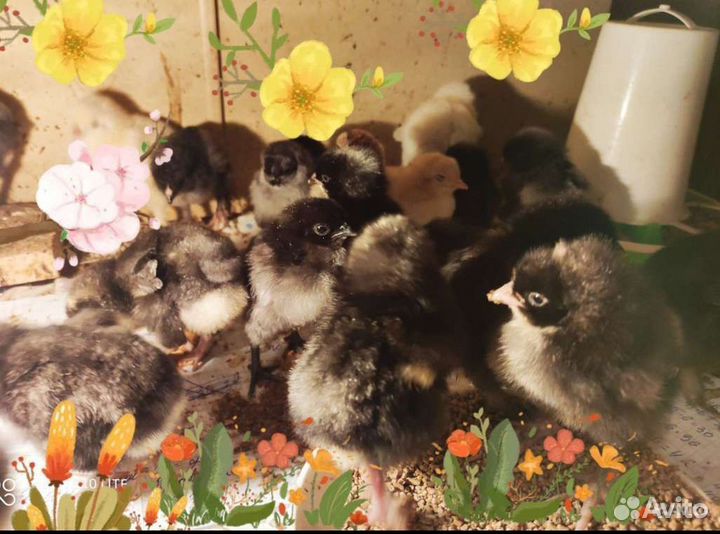 Цыплята карликовый кохинхин, алтайская бентамка