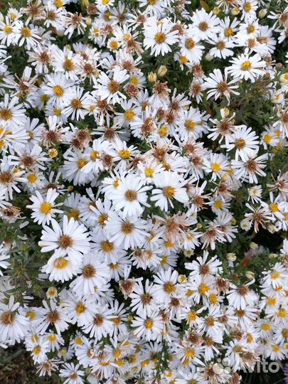 Сентябринка