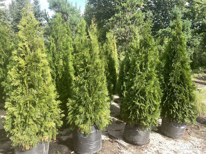 Туя смарагд