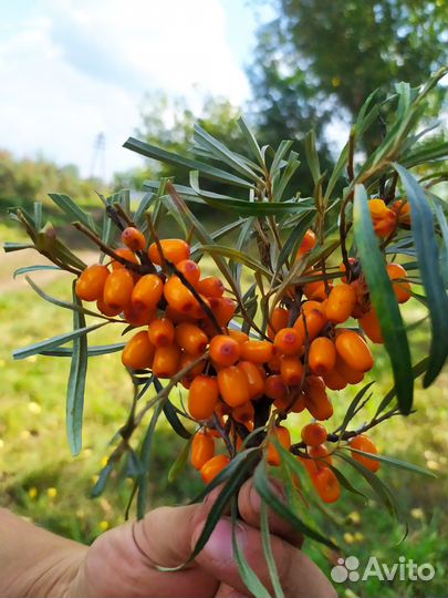 Облепиха спелая садовая