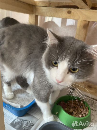 У котика умерла хозяйка