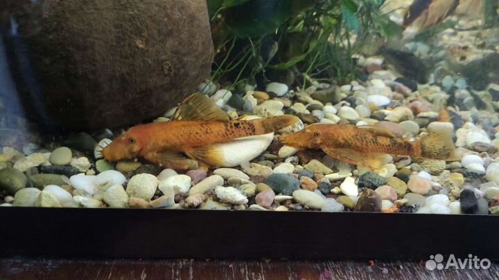 Сомы Анциструсы