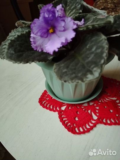 Фиалка цветущая в горшке