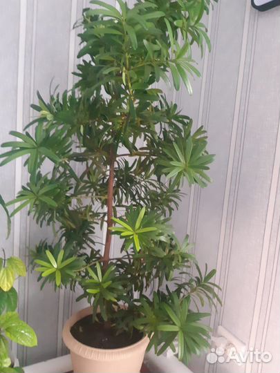 Подокарп круптнолистный