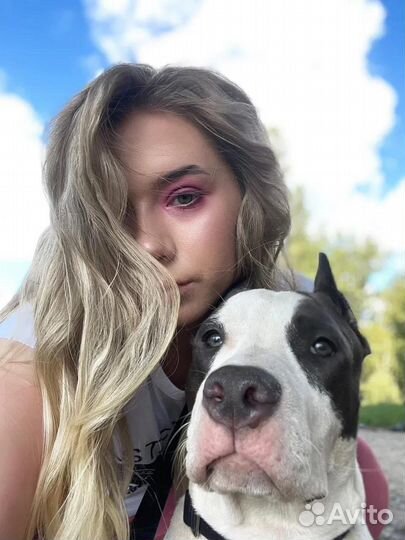 Дрессировка собак