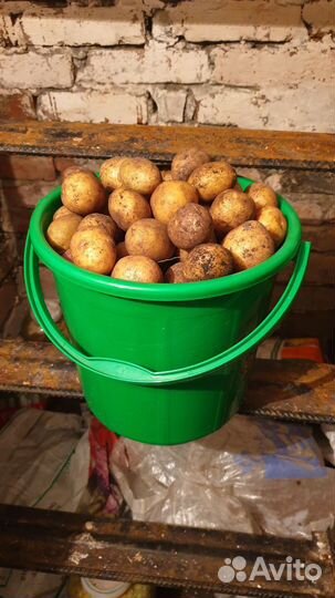 Семенной картофель