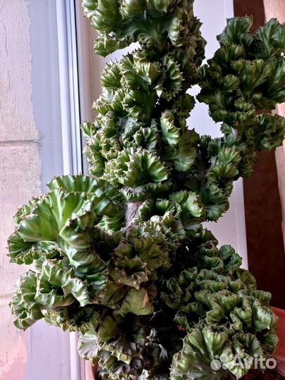 Кактус монстрозный