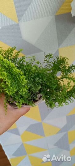 Комнатные растения 2ч