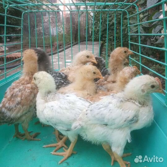 Цыплята доминант