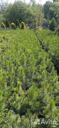 Саженцы сибирского кедра