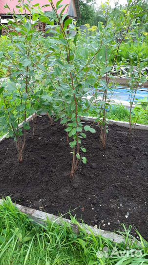 Саженцы вишни кустовой