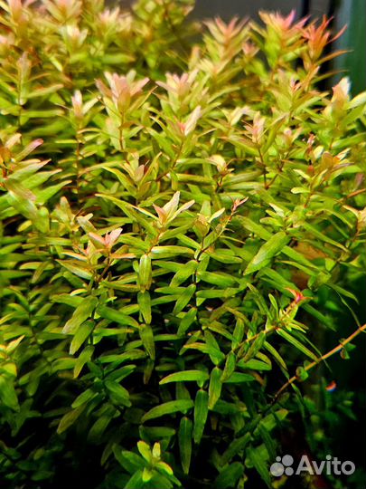 Аквариумные растения