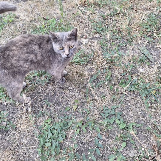 Кошки в добрые руки