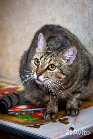 Чудесная кошка Алиса ищет хозяев, в дар