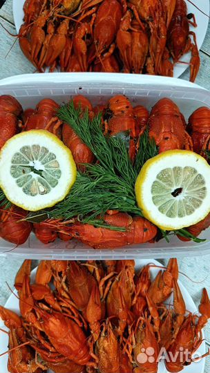 Живые Раки. Вареные Раки