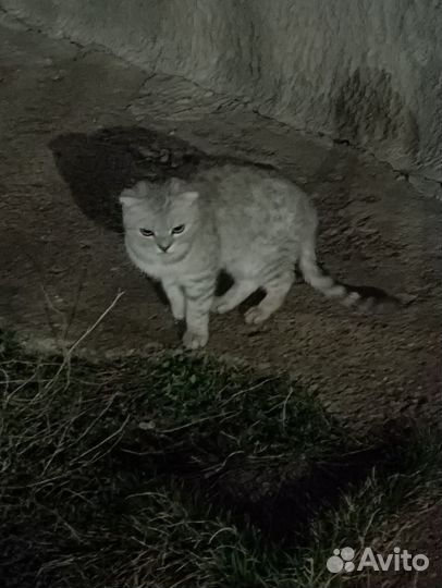 Котик в добрые руки