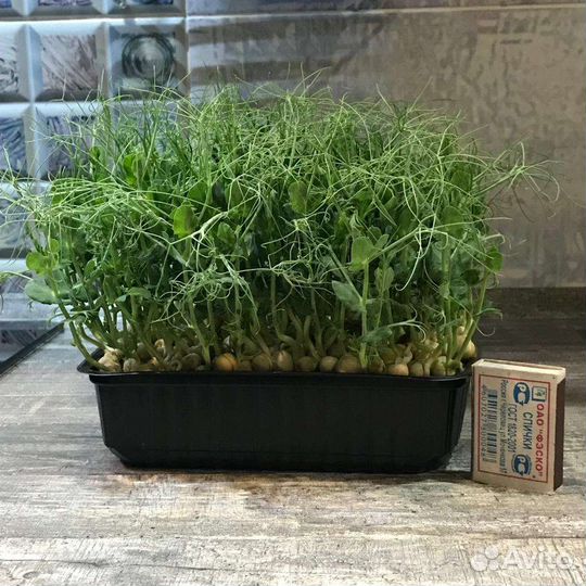 Микрозелень Омск