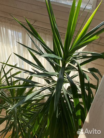 Пальма Юкка 3,7 м