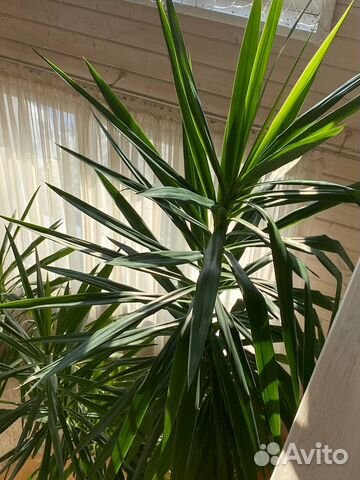 Пальма Юкка 3,7 м