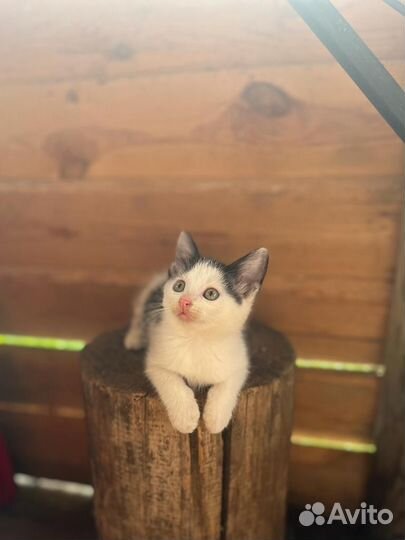 Котята в добрые руки бесплатно