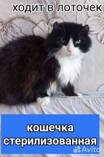 Котики и кошечки стерилизованные