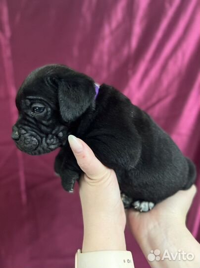 Щенки кане корсо