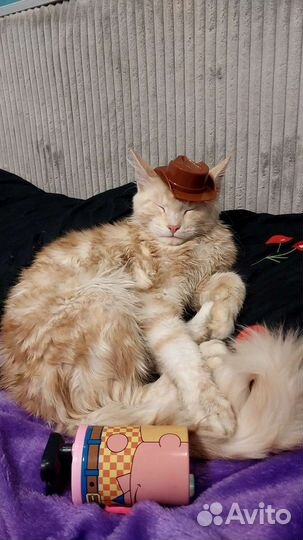 Котята Мейн-кун