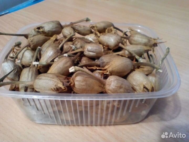 Семена табака