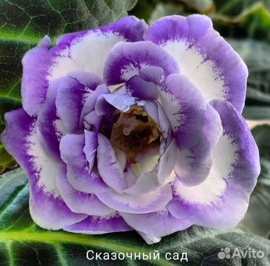 Глоксинии, ен-Новая Волна, детки, листовые черенки