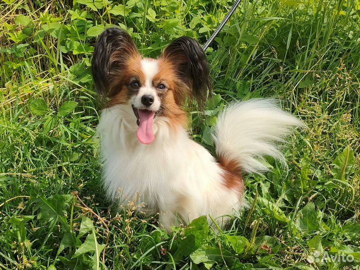 Папильон на вязку