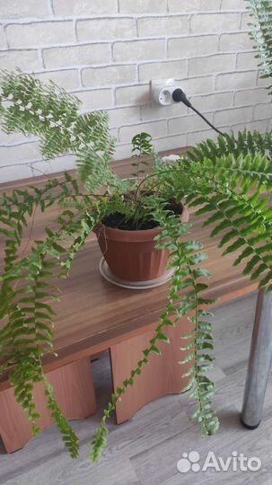 Папоротник