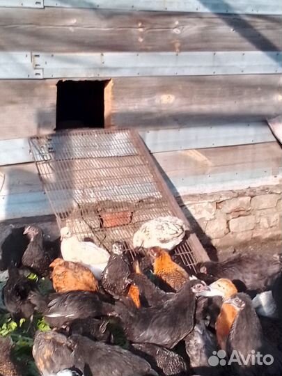 Петухи и куры молодки