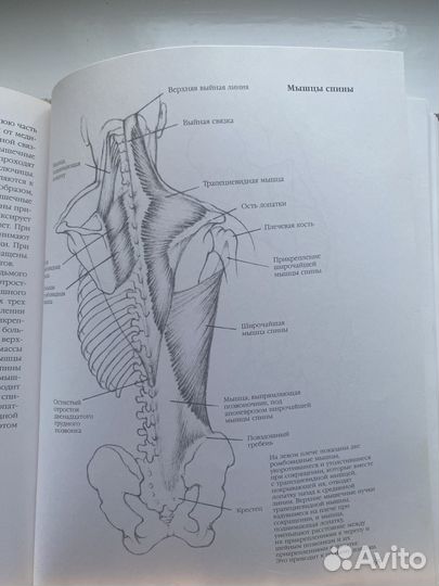 Л. Гордон. Рисунок.Техника рисования человека