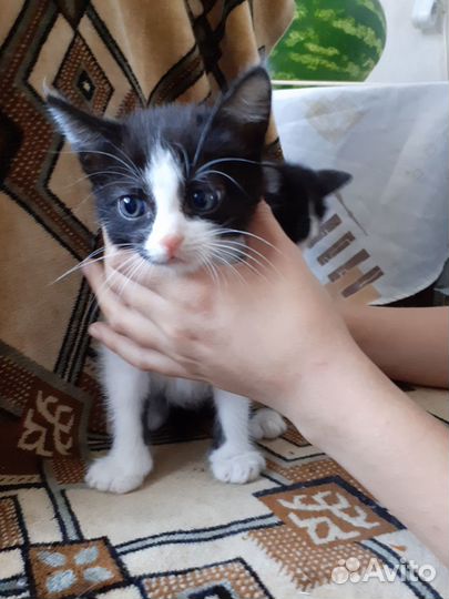 Котятки в добрые руки