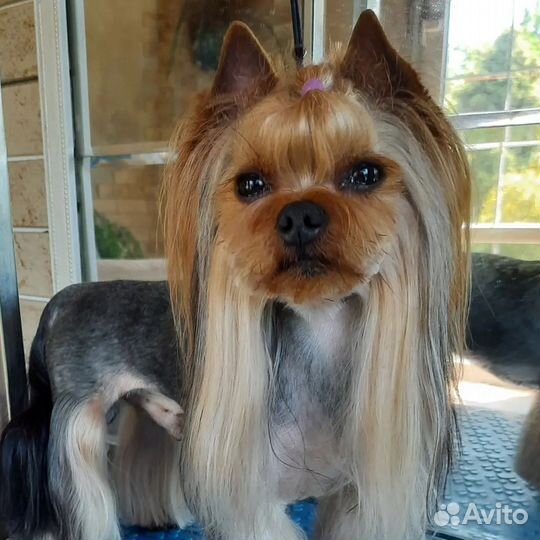 Йоркширский терьер